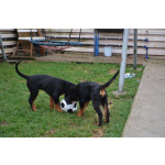 Продам щенка ротвейлера