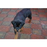 Продам щенка ротвейлера