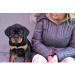 Продам щенка ротвейлера