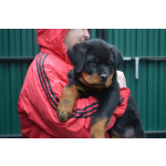 Продам щенка ротвейлера