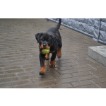 Продам щенка ротвейлера