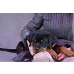 Продам щенка ротвейлера