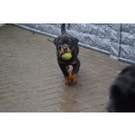 Продам щенка ротвейлера