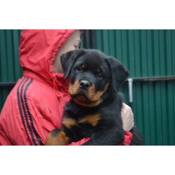 Продам щенка ротвейлера