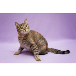 Разноцветная красавица Линда. Кошка в добрые руки.