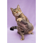 Разноцветная красавица Линда. Кошка в добрые руки.