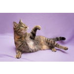 Разноцветная красавица Линда. Кошка в добрые руки.