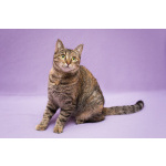 Разноцветная красавица Линда. Кошка в добрые руки.