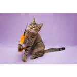 Разноцветная красавица Линда. Кошка в добрые руки.