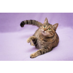 Разноцветная красавица Линда. Кошка в добрые руки.