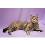 Разноцветная красавица Линда. Кошка в добрые руки.