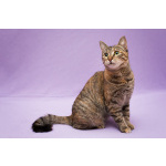 Разноцветная красавица Линда. Кошка в добрые руки.