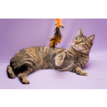 Разноцветная красавица Линда. Кошка в добрые руки.