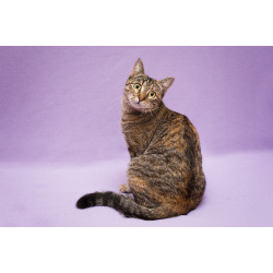 Разноцветная красавица Линда. Кошка в добрые руки.