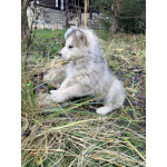 Аляскинский маламут, щенки