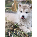 Аляскинский маламут, щенки