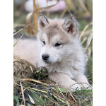 Аляскинский маламут, щенки