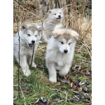 Аляскинский маламут, щенки