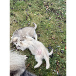 Аляскинский маламут, щенки