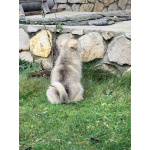 Аляскинский маламут, щенки