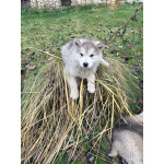 Аляскинский маламут, щенки