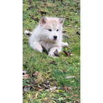 Аляскинский маламут, щенки