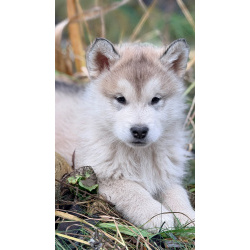 Аляскинский маламут, щенки