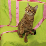 Сима - «шпротинка». Молодая кошечка в добрые руки.