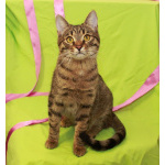 Сима - «шпротинка». Молодая кошечка в добрые руки.