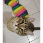 Сима - «шпротинка». Молодая кошечка в добрые руки.