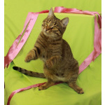 Сима - «шпротинка». Молодая кошечка в добрые руки.