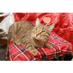 Сима - «шпротинка». Молодая кошечка в добрые руки.