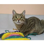 Сима - «шпротинка». Молодая кошечка в добрые руки.