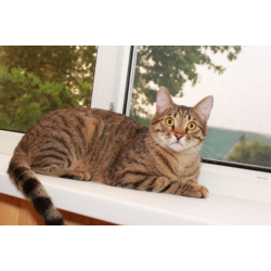 Сима - «шпротинка». Молодая кошечка в добрые руки.