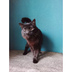 Красавица Гаяна в поисках своей семьи.