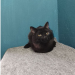 Красавица Гаяна в поисках своей семьи.