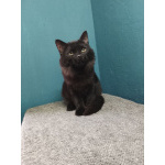 Красавица Гаяна в поисках своей семьи.