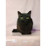 Красавица Гаяна в поисках своей семьи.