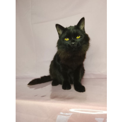 Красавица Гаяна в поисках своей семьи.