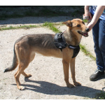 Молоденькая ласкушечка Ариша ждет родную семью всю свою маленькую жизнь!