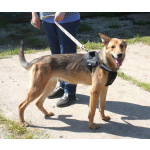 Молоденькая ласкушечка Ариша ждет родную семью всю свою маленькую жизнь!