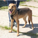 Молоденькая ласкушечка Ариша ждет родную семью всю свою маленькую жизнь!