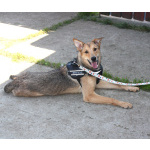 Молоденькая ласкушечка Ариша ждет родную семью всю свою маленькую жизнь!