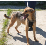 Молоденькая ласкушечка Ариша ждет родную семью всю свою маленькую жизнь!