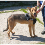 Молоденькая ласкушечка Ариша ждет родную семью всю свою маленькую жизнь!