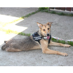 Молоденькая ласкушечка Ариша ждет родную семью всю свою маленькую жизнь!