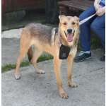 Молоденькая ласкушечка Ариша ждет родную семью всю свою маленькую жизнь!