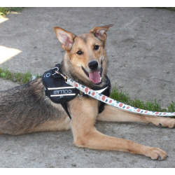 Молоденькая ласкушечка Ариша ждет родную семью всю свою маленькую жизнь!