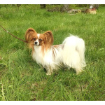 Кобель папийон на вязку