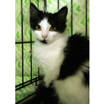 Маленький, пушистый, робкий котёнок